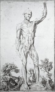 Badanie anatomiczne układu mięśniowego człowieka (grawerowanie autorstwa Anonymous Anonymous