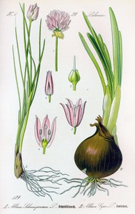 Deska botaniczna: Allium schoenoprasum (szczypiorek) i Allium cepa (cebula). Płyta 29. Kolekcja prywatna autorstwa Anonymous Anonymous