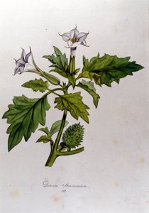 Tablica botaniczna: Datura Stramonium (Datura stramoine lub stramoine officinale). Grawer „Flora Monacensis” Franza von Paula Schrank (1747-1835), niemieckiego przyrodnika, Monako 1816. autorstwa Anonymous Anonymous