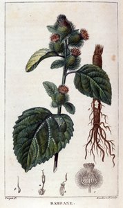 Tablica botaniczna: łopian (arktium). Grawerowanie kolorami z XIX wieku. autorstwa Anonymous Anonymous