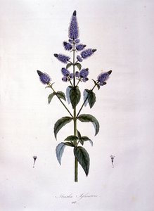 Deska botaniczna: dzika mięta (mentha sylvestris). Grawerowanie z XIX wieku. autorstwa Anonymous Anonymous