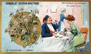 Rumianek: napar. Grawerowanie (chromo). Chromolitografia reklamowa czekoladek Guerin-Boutron, koniec XIX wieku. Illustree seria botaniczna. autorstwa Anonymous Anonymous
