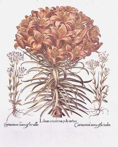 Lilia i Centaurea, niemiecki autorstwa Anonymous Anonymous