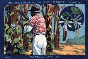 Produkcje na całym świecie: Vanilla w Indiach Zachodnich. Chromolitografia z 1933 roku w „Albumie Josepha-Milliata”” autorstwa Anonymous Anonymous