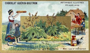 Rabarbar: rosyjskie jedzenie i medycyna. Grawerowanie (chromo). Chromolitografia reklamowa czekoladek Guerin-Boutron, koniec XIX wieku. Illustree seria botaniczna. autorstwa Anonymous Anonymous