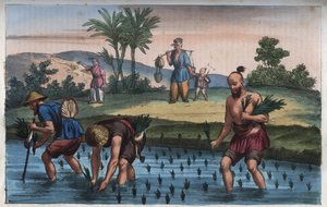 Plantacja ryżu, chiny (la rice) - grawer z „” Zwyczajów i Tradycji Wszystkich Ludów Wszechświata. Czyli Historia rządu, praw, milicji, religii wszystkich narodów od czasów najdalszych do dnia dzisiejszego „1856 autorstwa Anonymous Anonymous