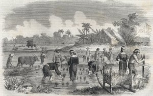 Uprawa ryżu w Manili (Manilla) na Filipinach w 1864 roku. (Sadzenie ryżu w Manili) Anonimowe grawerowanie. Prywatna kolekcja. autorstwa Anonymous Anonymous