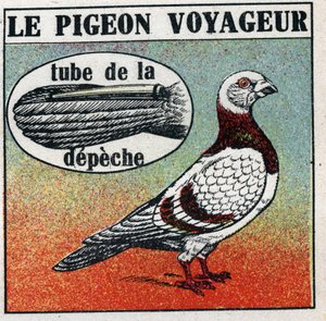 Poczta: Gołąb podróżnika. Anonimowa ilustracja z 1925 r. Ze zbiorów prywatnych. autorstwa Anonymous Anonymous