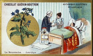Ogórecznik, napotny. Grawerowanie (chromo). Chromolitografia reklamowa czekoladek Guerin-Boutron, koniec XIX wieku. Illustree seria botaniczna. autorstwa Anonymous Anonymous