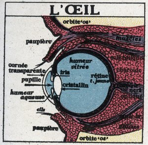 Oko: przekrój oka ludzkiego. Anonimowa ilustracja z 1925 r. Ze zbiorów prywatnych. autorstwa Anonymous Anonymous