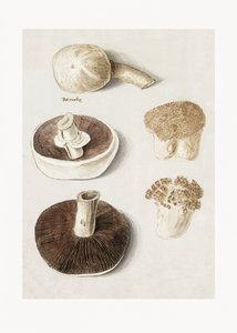 Pieczarka polna, Agaricus campestris – w pozycji stojącej autorstwa Anselmus Boëtius de Boodt