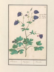 Akelei (Orlik) Akeleijen. / Orlik. / Aucolied (tytuł na obiekcie) autorstwa Anselmus Boëtius de Boodt