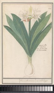 Amarylis (Hippeastrum) heromocallis Walentyna / irys z Portugalii (tytuł na obiekcie) autorstwa Anselmus Boëtius de Boodt