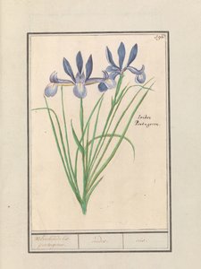 Irys niebieski (Iris sibirica) Pachnący irys. portugalski. / irydy. / tęczówka. (tytuł na obiekcie) autorstwa Anselmus Boëtius de Boodt