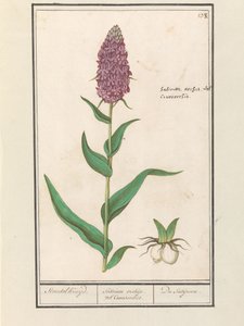 Storczyk szeroki (Dactylorhiza majalis) Standelcruijd. / Orchidee Satirion lub Cynosorchis. / Satijrion. (tytuł na obiekcie) autorstwa Anselmus Boëtius de Boodt