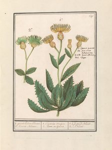 Centaury (Centaurea) 1. duży chaber. 2. Korn Bloeme. / 1. Cijanus Major / 2. jw. pospolite. / 1. Grande bluet. / 2. Niebieska. (tytuł na obiekcie)