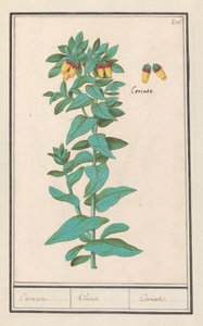Cerinthe (Cerinthe major) Wymagania. / Wymagania. / Wymagania. (tytuł na obiekcie)