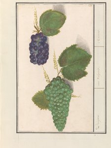 Druif (Vitis vinifera) Druijven. /Uva Vulgaris. / Rodzynki (tytuł na obiekcie) autorstwa Anselmus Boëtius de Boodt
