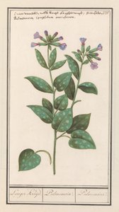 Miodownik plamisty (Pulmonaria officinalis) Dłuższa przyprawa. / Płuc. / Płuc. (tytuł na obiekcie)