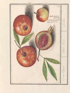 Granat (Punica granatum) Jabłka Grenaerta. / Mała Punica. / Granaty. (tytuł na obiekcie)
