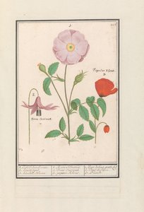 Ząb psa (Erythronium), dzika róża (Rosa) i mak (Poppy) 1. Tylko Bosch podniósł się. 2. stojak na psa. 3. Kankel Bloeme. / 1. Rosa Silvestris. 2. Dens Canisus 3. Mak nandu. / 1. Rose de bois gratte cul 2. Dent de Chien. 3. Pawt. (tytuł na obiekcie) autorstwa Anselmus Boëtius de Boodt