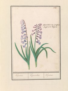 Hiacynt (Hyacinthus orientalis) Hijacin / Hiacynt / Hijacinte (tytuł na obiekcie)