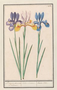 Irys (kosaciec syberyjski) Portugalski, jak van Lisbloemen. / irydy Lusitanae. / Hemero Cale. (tytuł na obiekcie) autorstwa Anselmus Boëtius de Boodt