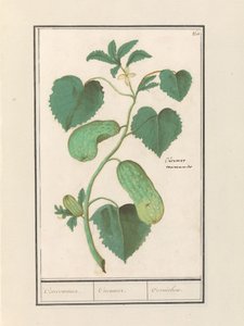Komkommer (ogórek sativa) Komkommer. / Ogórek. / Cornichon. (tytuł na obiekcie)