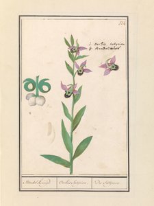 Laughing Bumblebee Orchid (Ophrys bombyliflora) and anemonen (Anemone) | Laughing Bumblebee Orchid (Ophrys bombyliflora) Laughing Bumblebee Orchid (Ophrys bombyliflora)   1391162   pl       polish Successfully Translated  Original: Retirement from Russia i