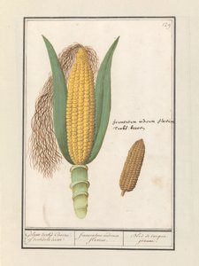 Kukurydza (Zea mays) Turcy Geluwe Coorne. tureckiego terwe / żółta kukurydza / Bled de turquie jeaune (tytuł na obiekcie) autorstwa Anselmus Boëtius de Boodt