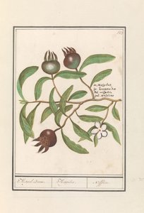 Nieszpułka (Mespilus germanica) Drzewo niesplik. / Mespilus. / Nefflier (tytuł na obiekcie)