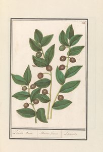 Oliwka (Olea europaea) Drzewo laurowe. / Bacca Laurus. / Laur (tytuł na obiekcie) autorstwa Anselmus Boëtius de Boodt