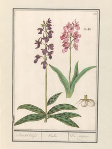 Storczyki (Orchidaceae) Rejs na Standel. / Orchidea. / Satijrion. (tytuł na obiekcie)