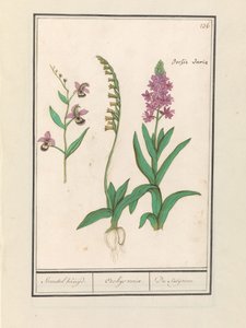 Storczykowate (Orchidaceae) Stendhal płynął. / Obrót Orchaeusa. / du satijrion. (Suma na obiekcie)