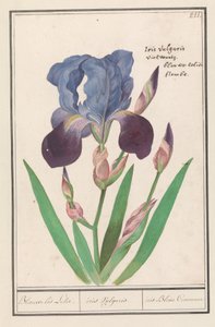 Fioletowa irys (Iris germanica) Niebieska lilia irysowa. / tęczówka pospolita. / Iris Blue Gmina (tytuł na obiekcie)