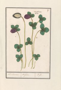 Koniczyna czerwona (Trifolium pratense) Klee Claevera. / Trifolium. / Trefle (tytuł na obiekcie) autorstwa Anselmus Boëtius de Boodt