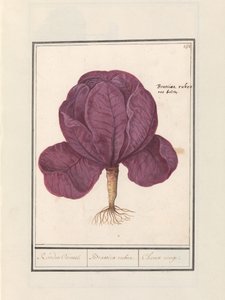 Kapusta czerwona (Brassica oleracea convar. capitata var. rubra) Czerwony Cauwel. / Brassica rubra. / Choux rouge (tytuł na obiekcie) autorstwa Anselmus Boëtius de Boodt