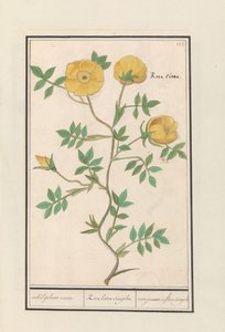 Róża (Rosa) pojedyncza żółta róża. / Rosa lutea simplex / rose jeaune à fleur simple (tytuł na obiekcie) autorstwa Anselmus Boëtius de Boodt