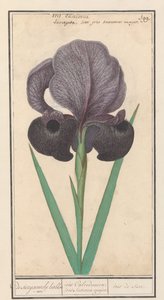 Irys pospolity (Iris susiana) z suzyaensche lisbloeme / tęczówki Calcedonica. irys Susiana major. / suze tęczówki. (tytuł na obiekcie) autorstwa Anselmus Boëtius de Boodt