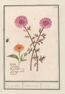 Różowy kwiat (nieznany) i nagietek (Calendula officinalis) 1. 2. Złote kwiaty. / 1. 2. Caltha Nagietek. / 1. 2. Socie. (tytuł na obiekcie) autorstwa Anselmus Boëtius de Boodt