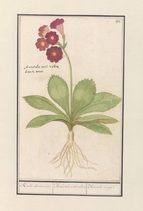 pierwiosnek (pierwiosnek) Czerwone uszy niedźwiedzia. / Auricula ursi rubra. / Auricule rouge (tytuł na obiekcie) autorstwa Anselmus Boëtius de Boodt