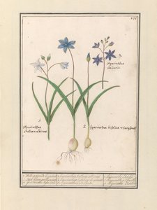 Sterhiacynt (Scilla) 1. Witte is jesternde wczoraj. 2. Hijacint Twee blaerigen. 3. Porwali wczoraj. / 1. Hyacinthus Stellaris albicans 2. Hyacinthus bifolius Theophrastus 3. Hyacinthus Stellaris. / 1. hiacynt Etoilée 2. hiacynt a 2 feuille 3 hijac autorstwa Anselmus Boëtius de Boodt