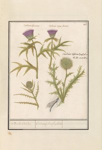 Oset (Carduus) i Karczoch (Cynara cardunculus) Distel (Oset) en artisjok (Cynara cardunculus) Boll Caerden / Cardius Spheroche-phalus (tytuł na obiekcie)