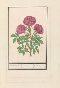 Wilde Roos (Rosa) Welriekende bosch roose / rosa silverstris adorata. / Leśna róża z zapachem (tytuł na obiekcie) autorstwa Anselmus Boëtius de Boodt