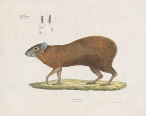 Agouti ze szczegółami uzębienia (ręcznie kolorowana litografia) autorstwa Anstalt Arnz & Co.