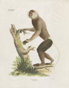 Kapucynka białolica na pniu drzewa (ręcznie kolorowana litografia) autorstwa Anstalt Arnz & Co.