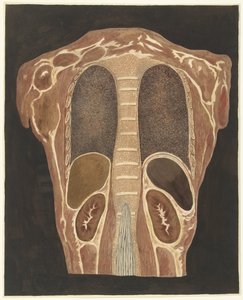 Badanie anatomiczne narządów klatki piersiowej, oglądane z tyłu