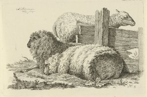 Leżące owce i barany Badania krów, owiec i kóz (tytuł serii) autorstwa Anthony Oberman