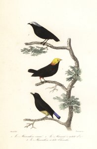Gatunki Manakina. autorstwa Antoine (after) Chazal