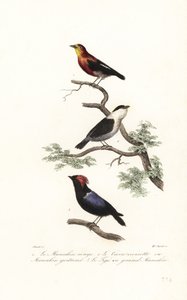 Gatunki Manakina. autorstwa Antoine (after) Chazal